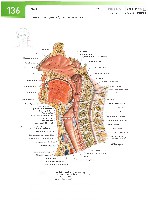 Sobotta Atlas of Human Anatomy  Head,Neck,Upper Limb Volume1 2006, page 143